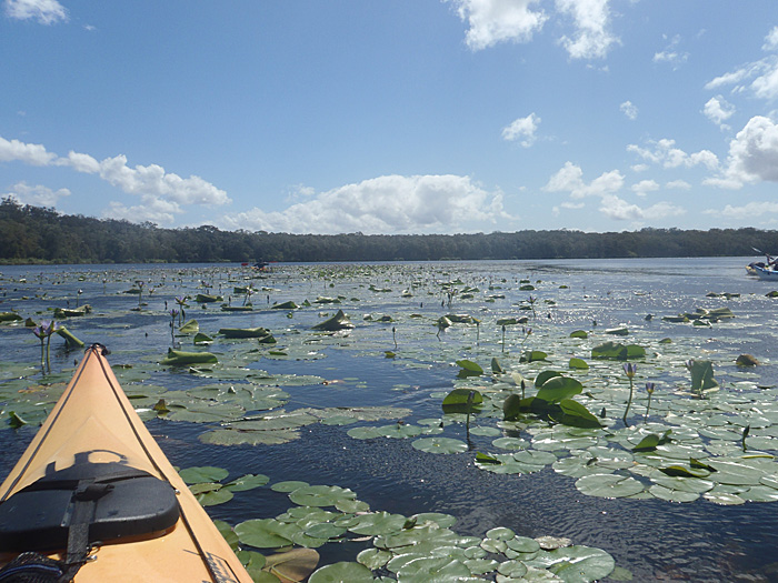 176-e Water Lillies sheltered by islands P9030107.JPG